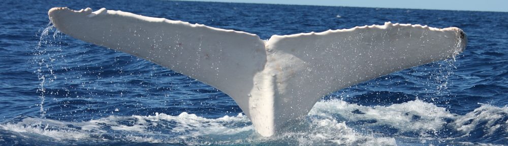 The White Whale